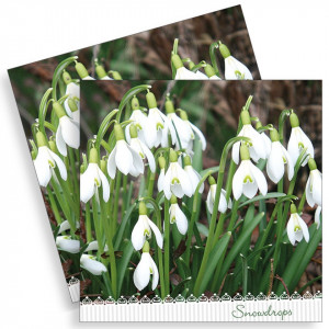 Servetel Ghiocei 33x33cm 2/set 13316205