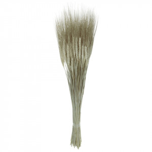 Spic fir lung natur model 1