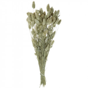 Tallaris natur model 1