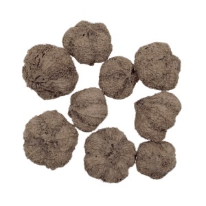 Usturoi maro capuccino 1,5-3cm 20g