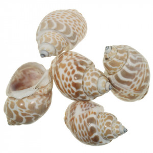 Scoica Pura Muttai 5-6cm 5/set SC-M13 CS2005620700