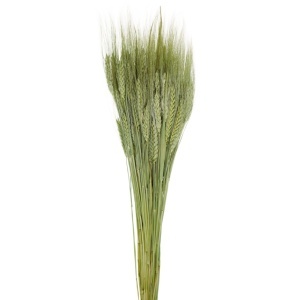 Spic fir lung verde oliv