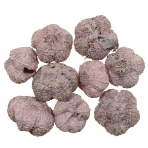 Usturoi roz-lila 2-3cm 20g