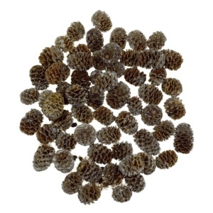 Con tip meridianum 2-3,5cm 170g