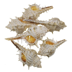 Scoica Fesuscsiga maro 6-10cm 6/set