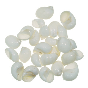 Cochilie melc Sakuli 2-4,5cm 100g M108