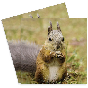Servetel Veverita si aluna 33x33cm 2/set 13317725