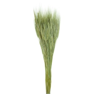 Spic fir lung natur model 2