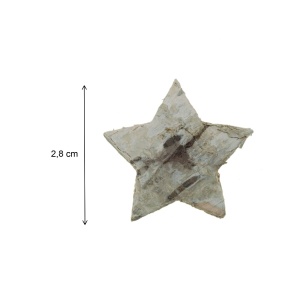 Stea scoarta copac natur 2,8cm 70/set DD68784 - Img 2