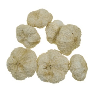 Usturoi crem 3-4cm 20g