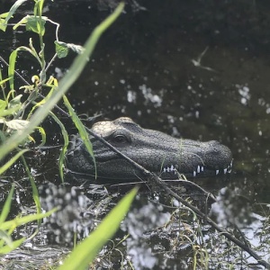 Barcă / Navomodel în formă de monstru crocodil, de mers pe apă cu telecomandă - Jucărie amuzantă pentru copii - Img 7