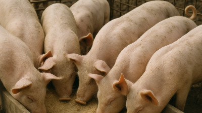 Porcii mănâncă orice? Ei nu chiar! Află ce nu trebuie să mănânce porcii și de ce.