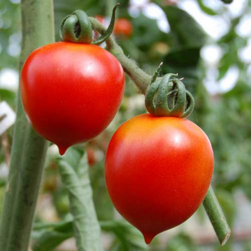 MEFIM AGRO seminte de TOMATE PRINCIPE BORGHESE plic 0.7g
