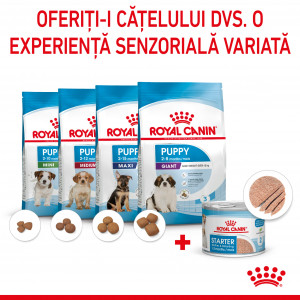 Royal Canin Starter Mousse, mama si puiul, hrana umeda caine (textura spumoasa), 195 g - Img 5