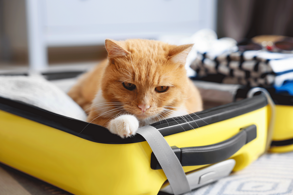 Stresul la animalele de companie – impact asupra sănătății digestive