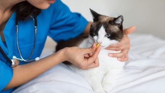 Tratament cronic la animale: de ce contează palatabilitatea și respectarea indicațiilor