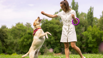 Activitatea fizică la animale – cât este prea mult sau prea puțin?