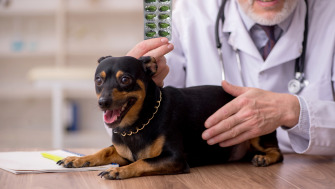 Seniori pe patru lăbuțe: tratamentele cronice și importanța protecției hepatice