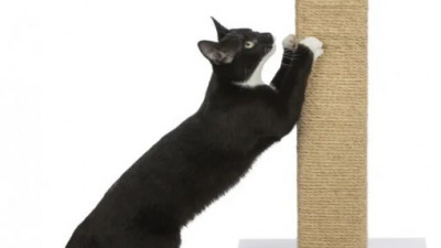 Sisaluri pisici - O alegere excelentă pentru jucării și mobilier pentru pisici