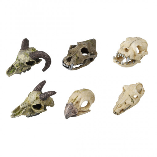 Decor Mini Craniu, 7-10 cm, Diverse Modele, L236/237878