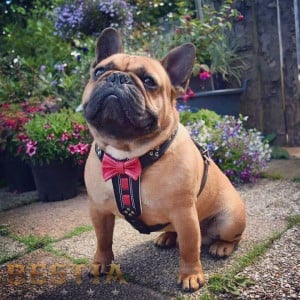 Ham Bowtie-Papion, Piele Naturala, S: 40-73 cm, Negru/Rosu, pentru Pug, Bulldog, Jack Russel, etc - Img 4