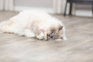 Jucarie Pentru Pisici, Ursulet Cu Catnip, 12 cm, Diverse Culori - Img 4