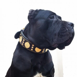Zgarda Maximus, Piele Naturala, Negru/Auriu, pentru Amstaff, Labrador, Doberman etc - Img 2