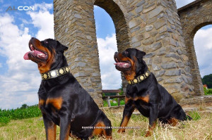 Zgarda Maximus, Piele Naturala, Negru/Auriu, pentru Amstaff, Labrador, Doberman etc - Img 7