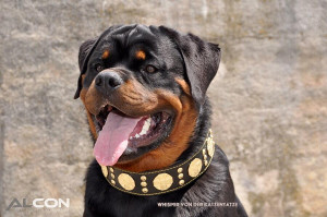 Zgarda Maximus, Piele Naturala, Negru/Auriu, pentru Amstaff, Labrador, Doberman etc - Img 8