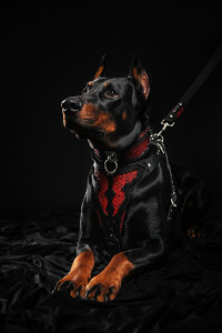 Zgarda Red Dragon, Piele Naturala, Marime XL, Produs Redus - Img 4