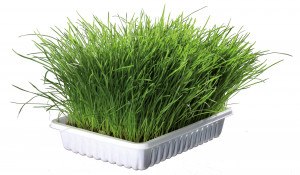 Iarba Pisicii Soft, Continut Punga: 100 g - Img 2