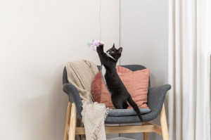 Jucarie pentru Pisici cu Catnip, Stea pe Bat, 40 cm, 45659 - Img 4
