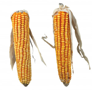 Stiuleti De Porumb, Pentru Rozatoare, 2 buc./250 g
