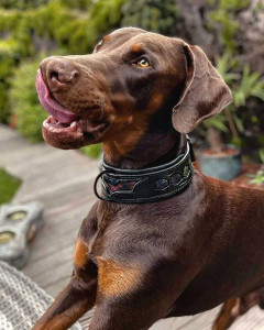 Zgarda Batman, Piele Naturala, M/L, pentru Labrador, Doberman, Bulldog etc - Img 2