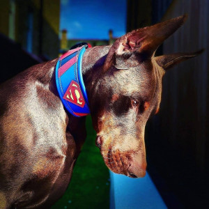 Zgarda Superman, Piele Naturala, M/L/XL, pentru Cane Corso, Labrador, Amstaff etc - Img 9