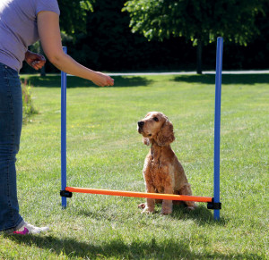Obstacol pentru Caini, Fun Agility, Plastic, 123 x 115 cm - Img 3