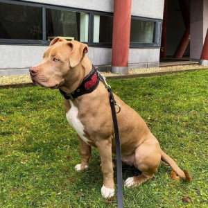 Zgarda Red Dragon, Piele Naturala, Marime M, Produs Redus