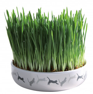 Bol Ceramic cu Seminte de Orz Iarba Pisicii, 15 x 45 cm/50 g