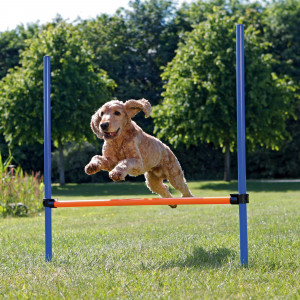 Obstacol pentru Caini, Fun Agility, Plastic, 123 x 115 cm
