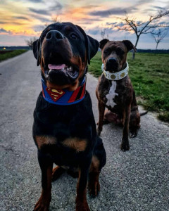 Zgarda Superman, Piele Naturala, M/L/XL, pentru Cane Corso, Labrador, Amstaff etc - Img 14