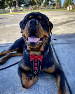 Ham Bowtie-Papion, Piele Naturala, Negru/Rosu, pentru Labrador, Doberman, Bulldog etc - Img 2