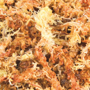 Substrat Tropical Pentru Terariu,100 g - Img 3