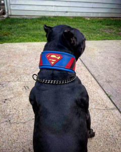 Zgarda Superman, Piele Naturala, M/L/XL, pentru Cane Corso, Labrador, Amstaff etc - Img 3