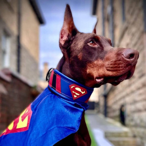 Zgarda Superman, Piele Naturala, M/L/XL, pentru Cane Corso, Labrador, Amstaff etc - Img 6
