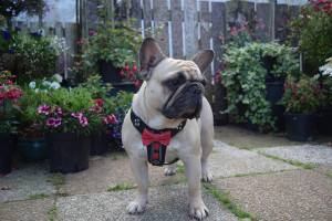 Ham Bowtie-Papion, Piele Naturala, Negru/Rosu, Marime S, Produs Redus - Img 2