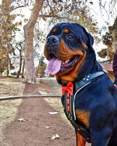 Ham Bowtie-Papion, Piele Naturala, Negru/Rosu, pentru Labrador, Doberman, Bulldog etc - Img 3