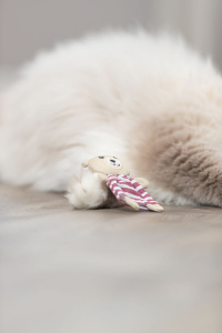 Jucarie Pentru Pisici, Ursulet Cu Catnip, 12 cm, Diverse Culori - Img 2