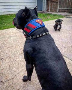 Zgarda Superman, Piele Naturala, M/L/XL, pentru Cane Corso, Labrador, Amstaff etc - Img 4