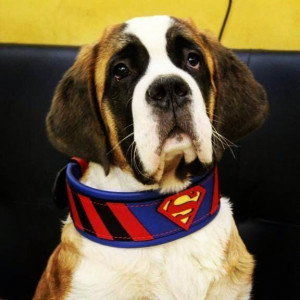 Zgarda Superman, Piele Naturala, M/L/XL, pentru Cane Corso, Labrador, Amstaff etc - Img 7