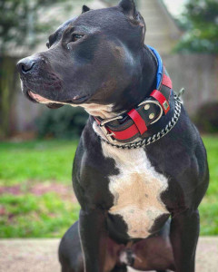 Zgarda Superman, Piele Naturala, M/L/XL, pentru Cane Corso, Labrador, Amstaff etc - Img 12